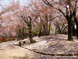 東京・飛鳥山公園の桜