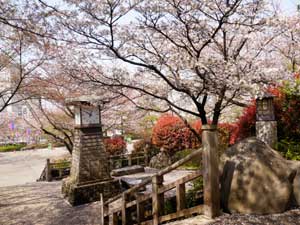 東京・飛鳥山公園の桜