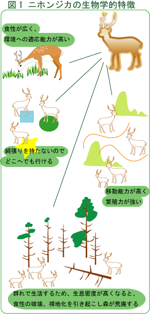 ニホンジカの生物学的特徴